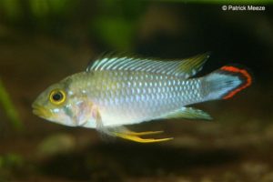 Apistogramma panduro - Man