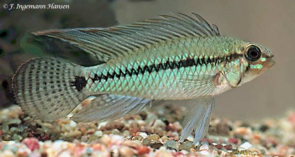 Apistogramma pertensis
