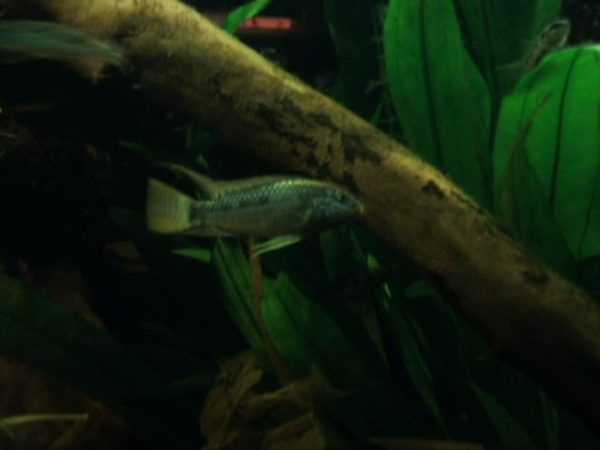 Apistogramma sp. Roca Eterna - Man
