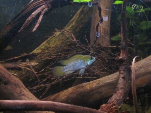 Apistogramma alacrina man