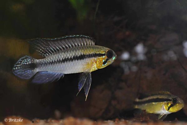 Apistogramma gephyra