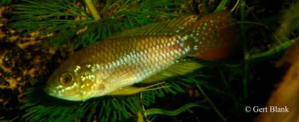 Apistogrammoides pucallpaensis - Man