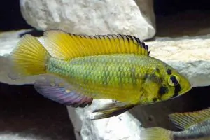 Astatoreochromis alluaudi - Dominante man