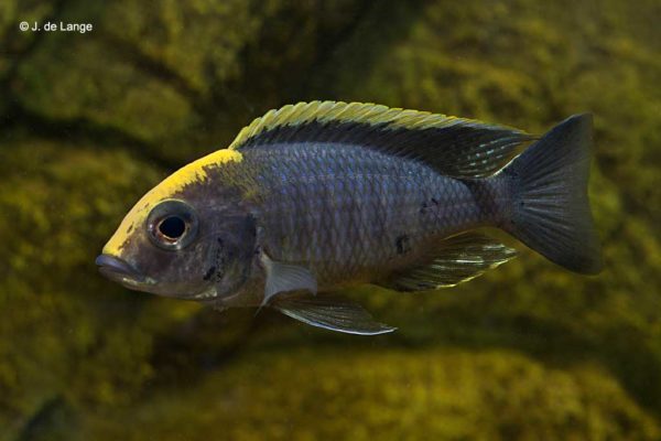 Aulonocara maylandi