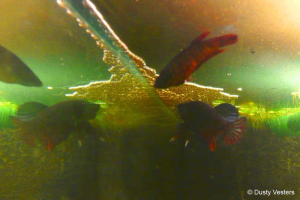 Man en vrouw tijdens het voorbereiden bij het paren. Goed te zien zijn de verticale paringsstrepen bij het vrouwtje en de opgezette kieuwdeksels en gespreide vinnen bij de man (spiegeling aquariumruit).