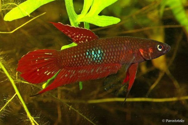 Betta coccina - Jambi Sumatra