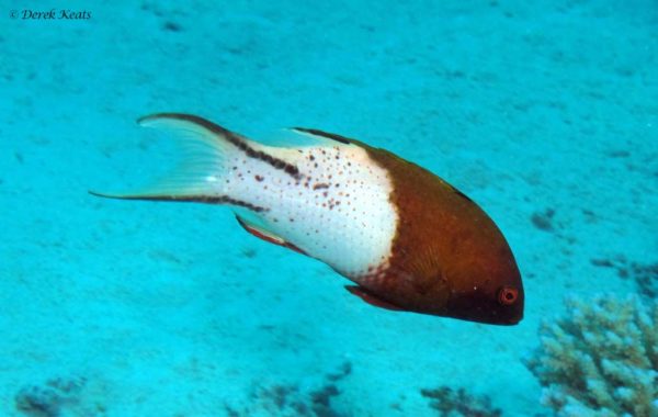 Bodianus anthioides - Lierstaartlipvis