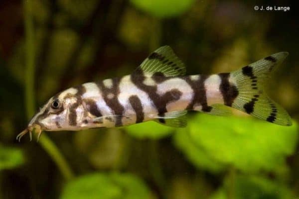 Botia lohachata