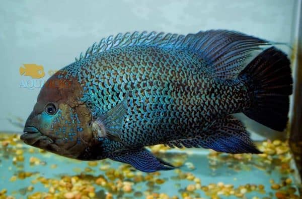 Kronoheros umbriferus
