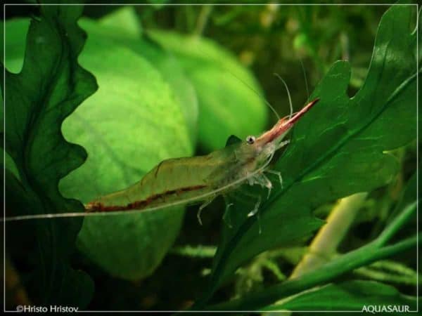 Caridina gracilirostris - Pinokkio garnaal