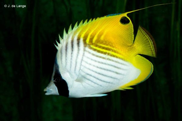 Chaetodon auriga - Oogvlek Koraalvlinder