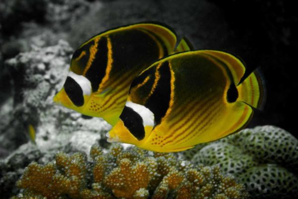 Chaetodon lunula - Maansikkel Koraalvlinder
