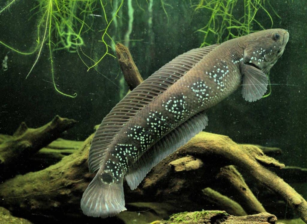 Channa asiatica - Chinese Snakehead