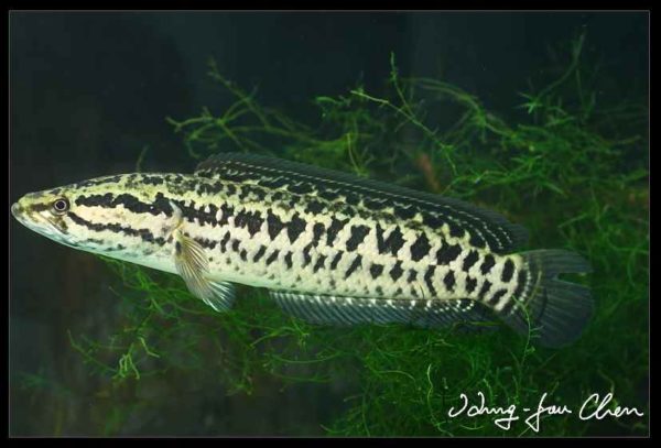 Channa maculata - Gevlekte Slangekopvis