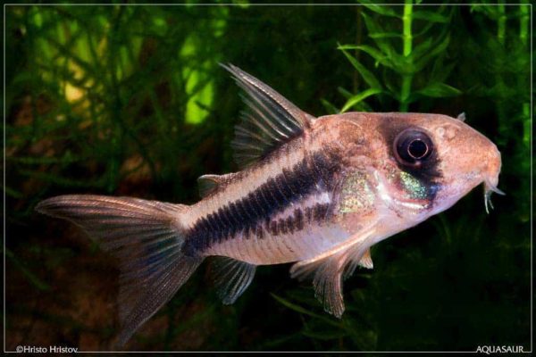Hoplisoma axelrodi