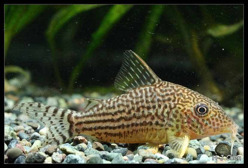 Corydoras haraldschultzi