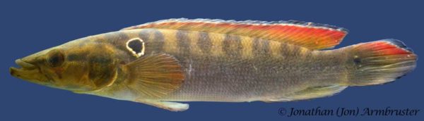 Crenicichla alta