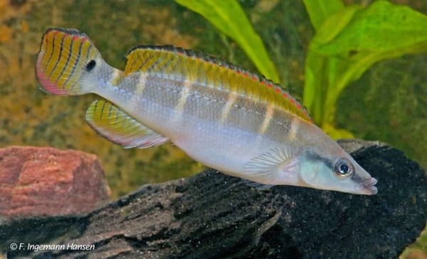 Crenicichla compressiceps