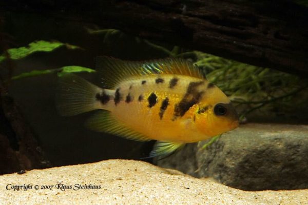 Amatitlania nanolutea