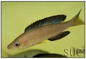 Cyprichromis microlepidotus - Karilani
