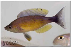Cyprichromis zonatus - Man