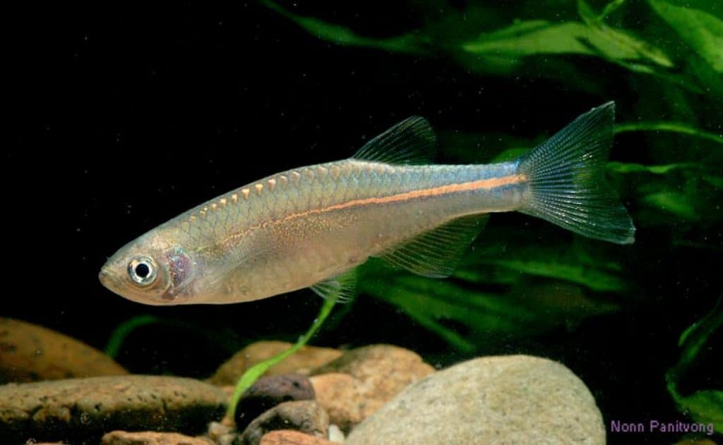 Danio albolineatus