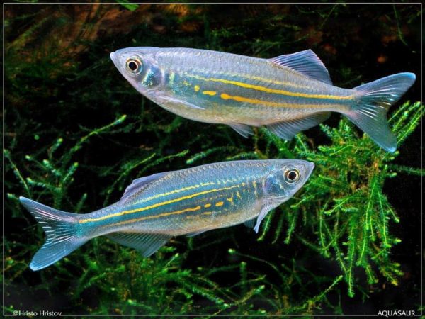 Devario malabaricus
