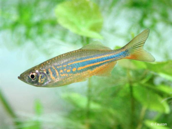 Devario aequipinnatus - Reuze Danio