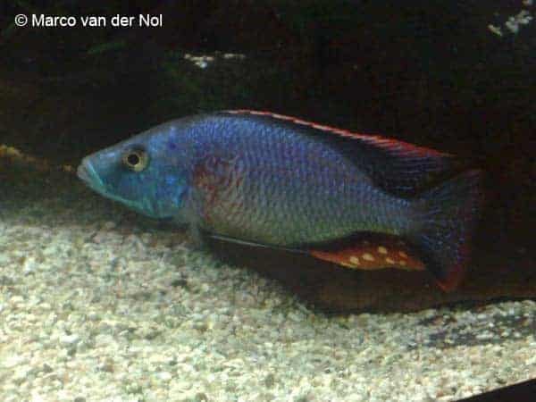 Dimidiochromis strigatus 1 Dimidiochromis strigatus