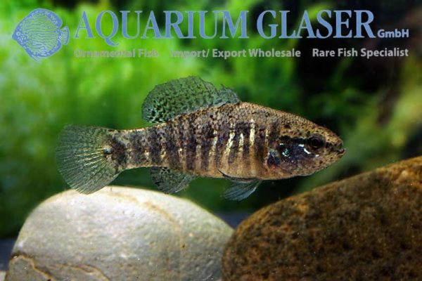 Elassoma zonatum - Band Dwergzonnebaars