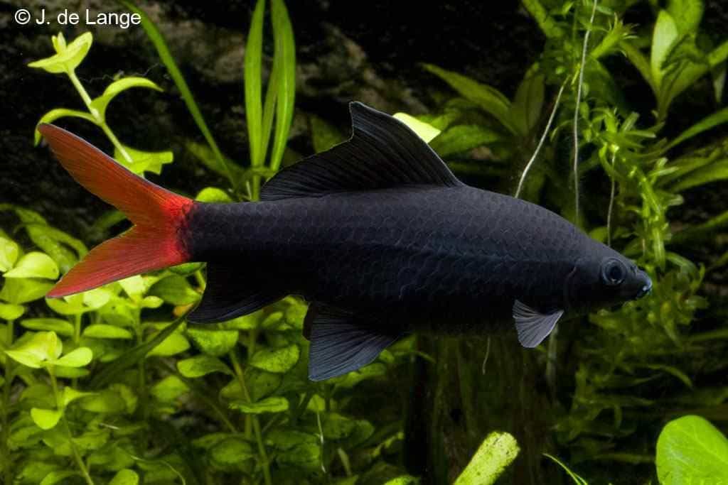 Epalzeorhynchos bicolor - Labeo bicolor