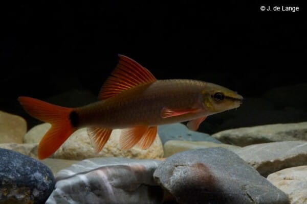 Epalzeorhynchos frenatus - Labeo frenatus