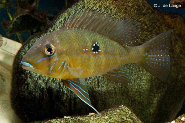 Geophagus argyrostictus - Rio Xingu