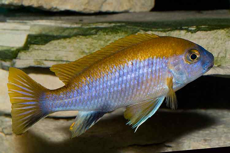 Gephyrochromis moorii