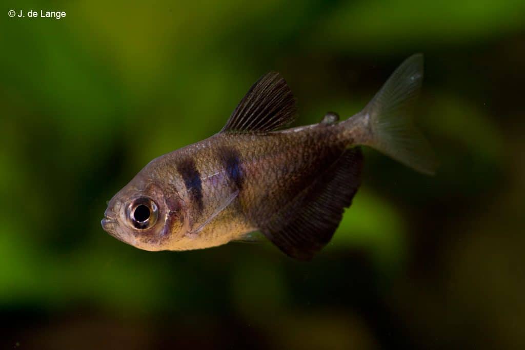 Gymnocorymbus ternetzi - Zwarte Tetra