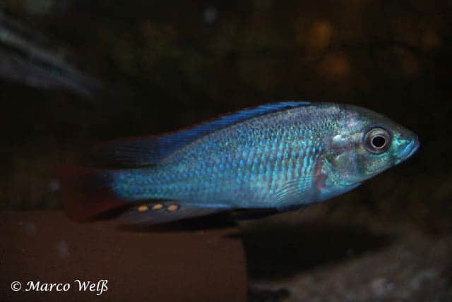 Haplochromis cyaneus 1 Haplochromis cyaneus