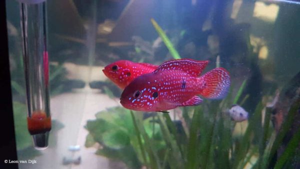 Hemichromis bimaculatus - Rode acara