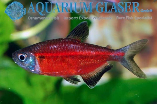 Hemigrammus coeruleus - Rode Laser Tetra