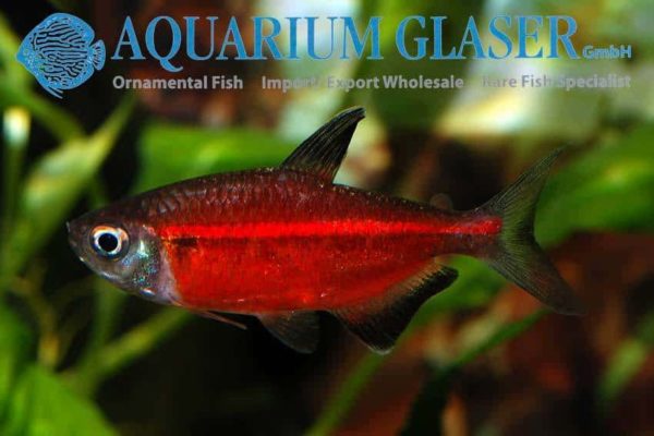 Hemigrammus coeruleus man