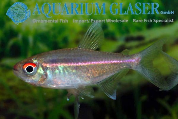 Hemigrammus coeruleus
