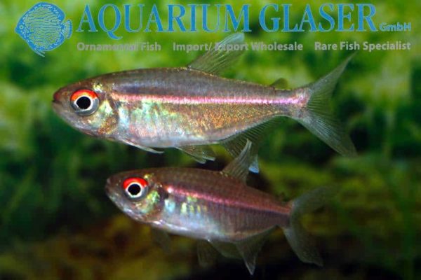 Hemigrammus coeruleus