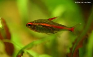 Hemigrammus erythrozonus - Vuurneon