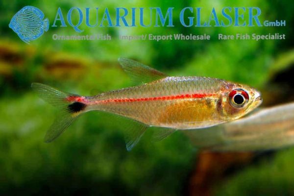 Hemigrammus rubrostriatus