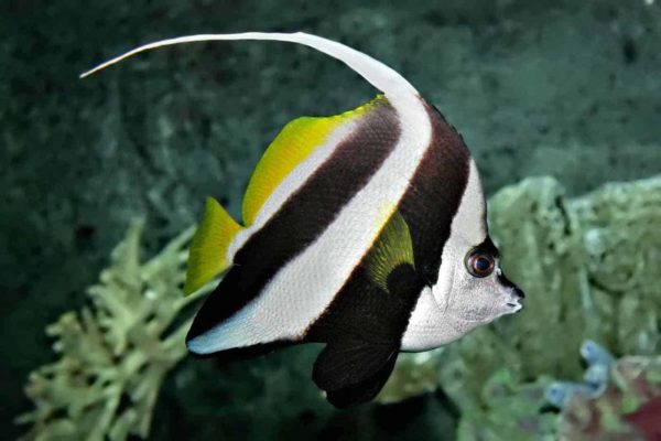 Heniochus acuminatus - Gewone wimpelvis