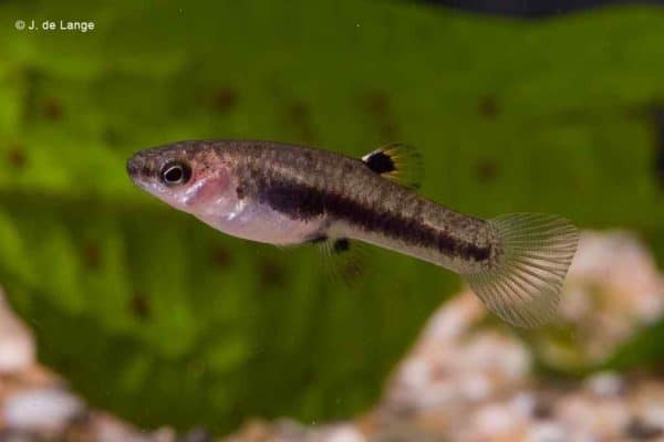 Heterandria formosa - Dwergtandkarper