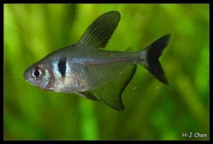 Hyphessobrycon megalopterus - Zwarte Fantoomzalm