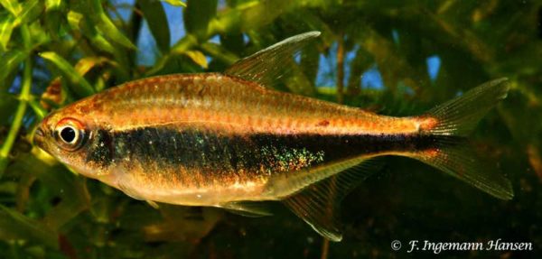 Hyphessobrycon peruvianus