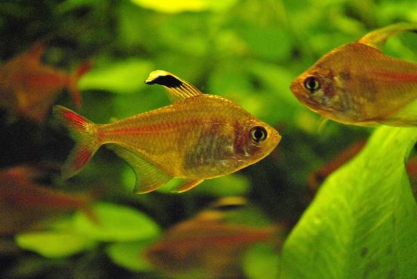 Hyphessobrycon robertsi - Sikkeltetra vrouw