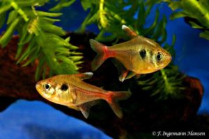 Hyphessobrycon roseus