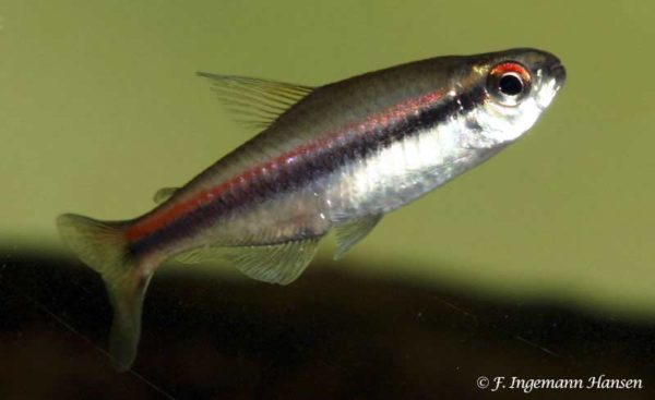 Hyphessobrycon vilmae
